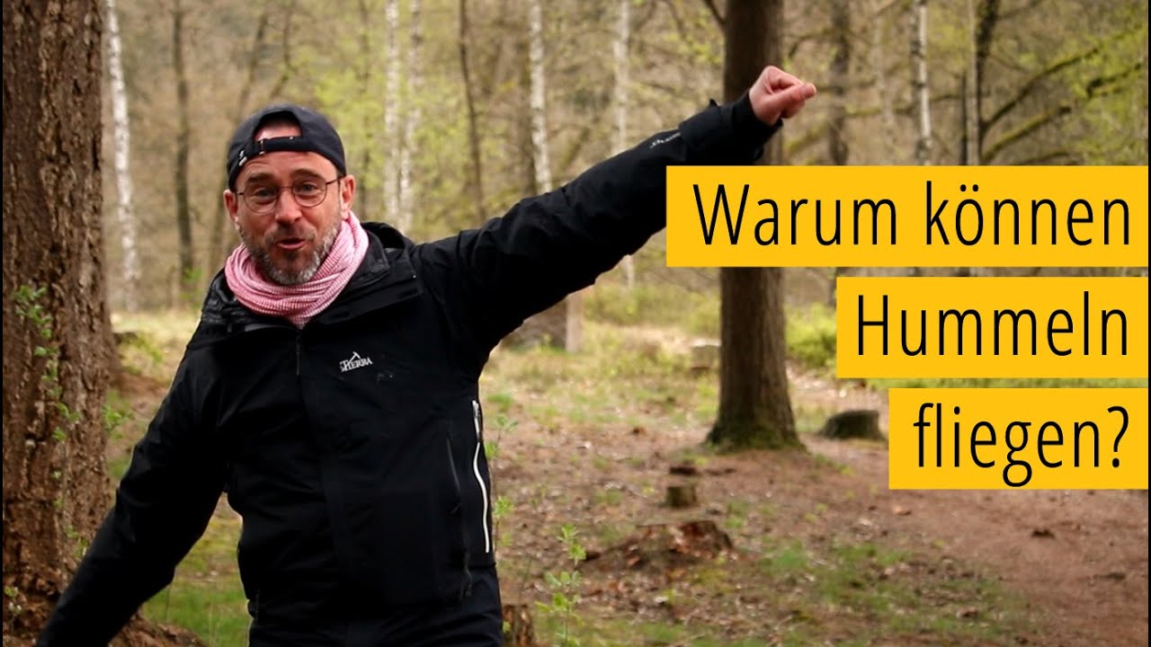 Warum können Hummeln fliegen?
