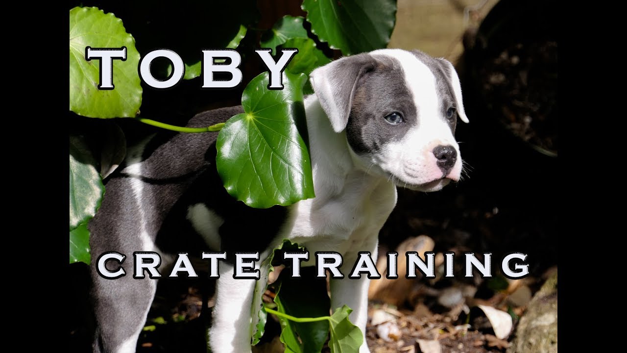 CRATE TRAINING WITH TOBY our Blue & White English Staffy