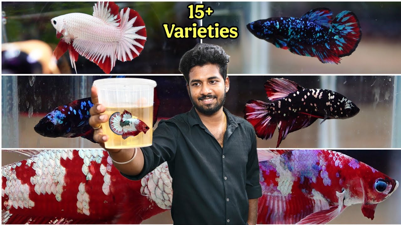 Affordable Exotic betta shop tour | chennai | Tamil
