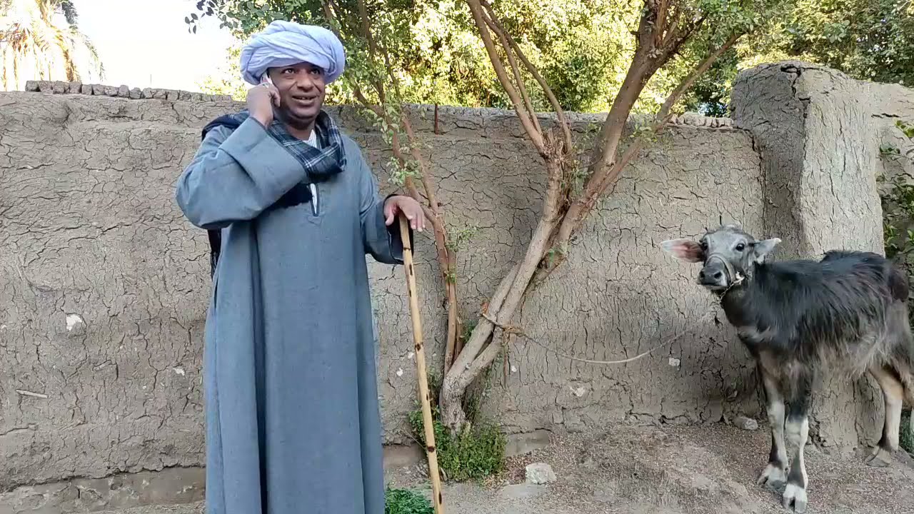 الحاج الضوى تاجر بهايم بس ضلالى 😂