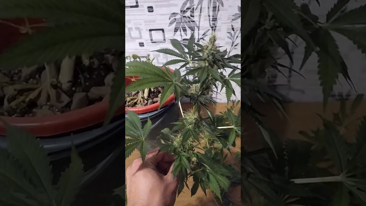 5 апреля 2020 г.