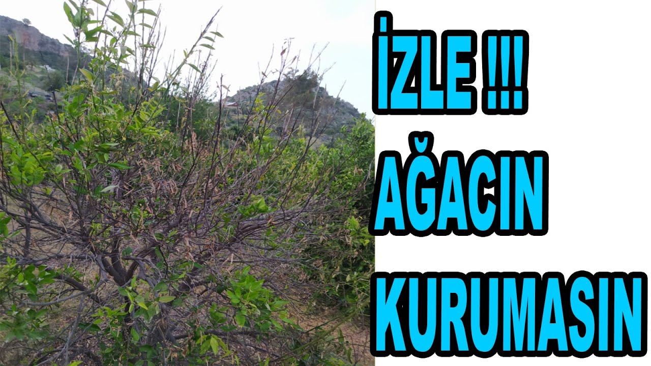 TURUNÇGİLLERDE UÇ KURUTAN (PHOMA TRACHEİPHİLA)