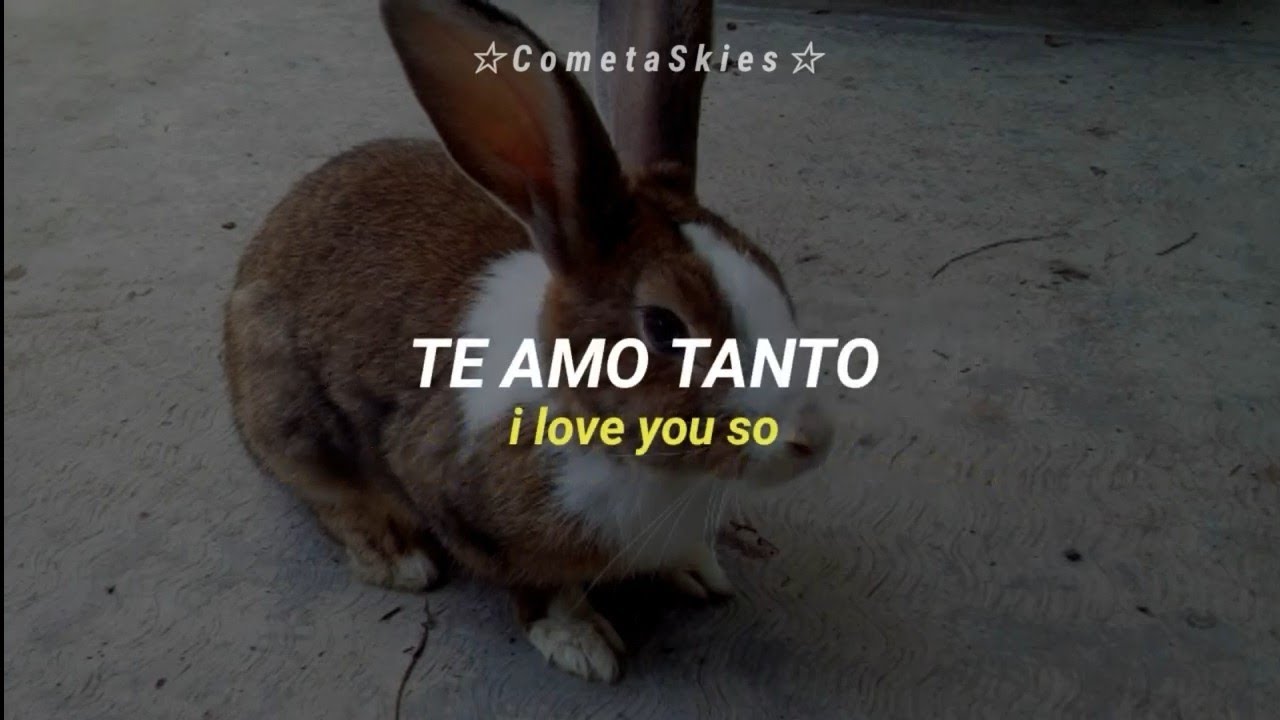 The Golden Orchesta - Bunny, Bunny, Bunny [Lyrics / Sub Espa&ntilde;ol]