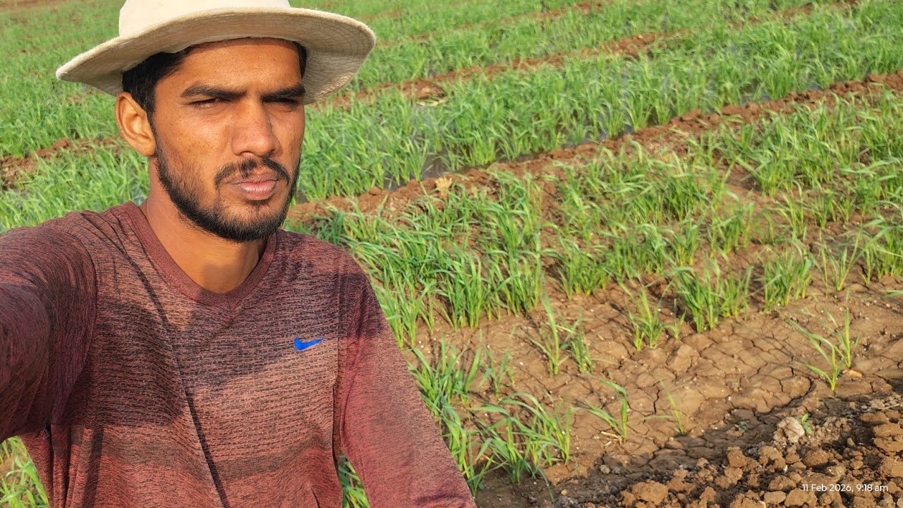 Aaj gehu ko pani bharna hai #day41 