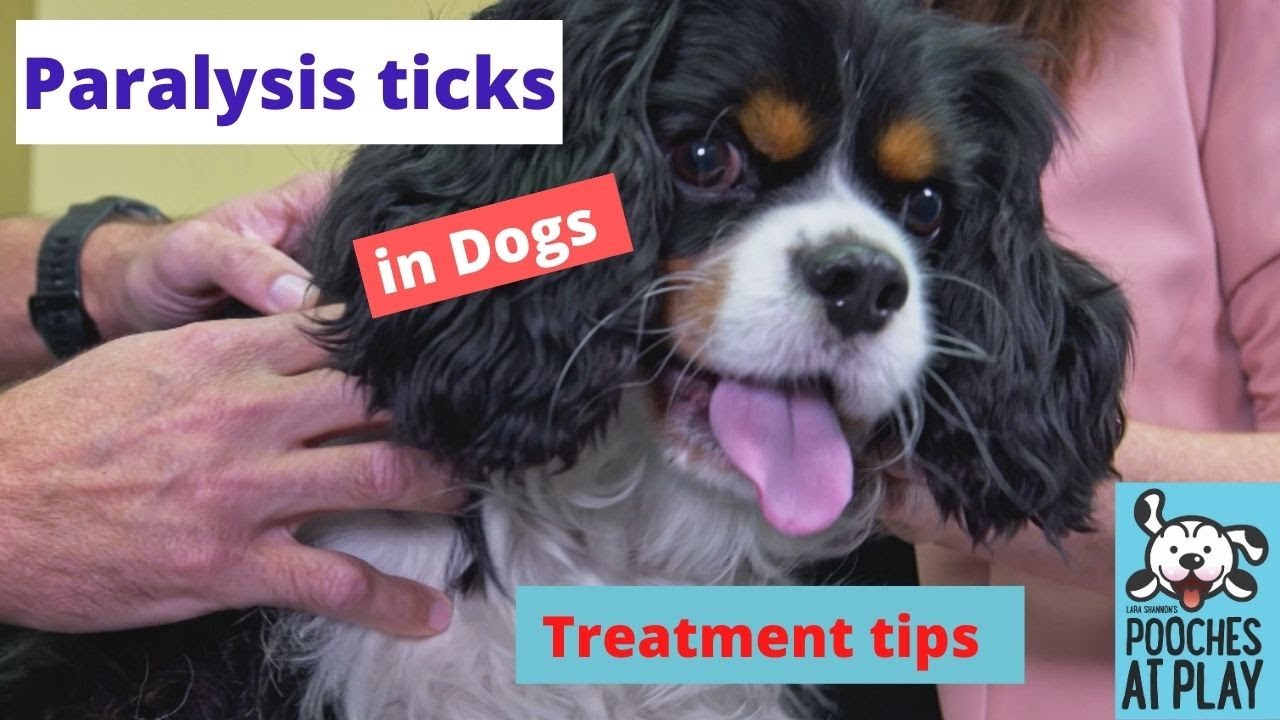 How to Recognise and Treat Paralysis Tick in Dogs