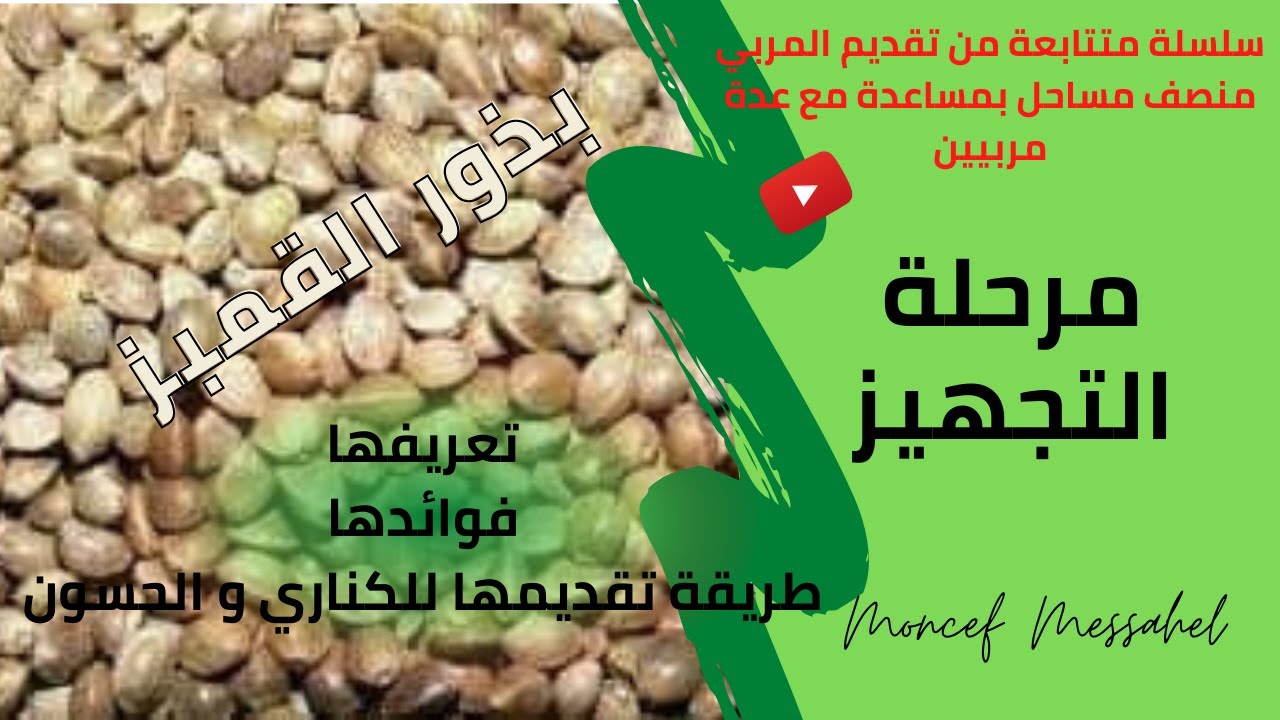 Cannabis فوائد بذور القنبز أو بذور القنب الهندي