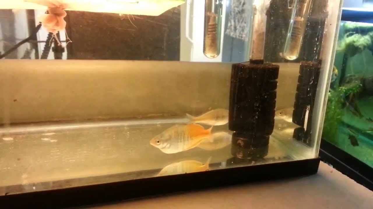 Breeding Boesemani Rainbowfish
