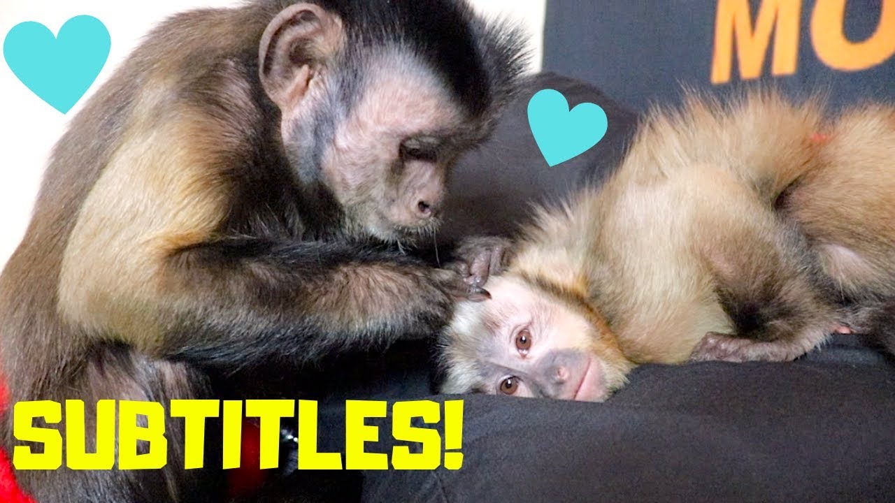 Capuchin Monkeys Talking at Bed Time! (SUBTITLES)