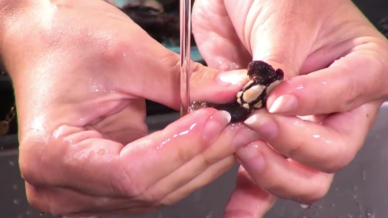 Delicious Ways to Enjoy Gooseneck Barnacles - Discover New Recipes and Cooking Techniques!