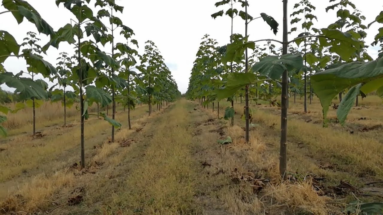 Paulownia in Romania - Anul I dupa taierea tehnica (30/09/2019)