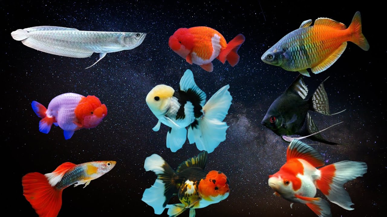 biggest Fish Aquarium Shop in Ahmedabad | Unboxing New Fish | #aquariumfish #fish #myfishtank