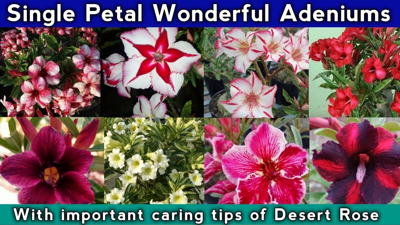 Best Single Petal Adenium ( Desert Rose) Varieties 🌼🌸 / How to care desert rose plant