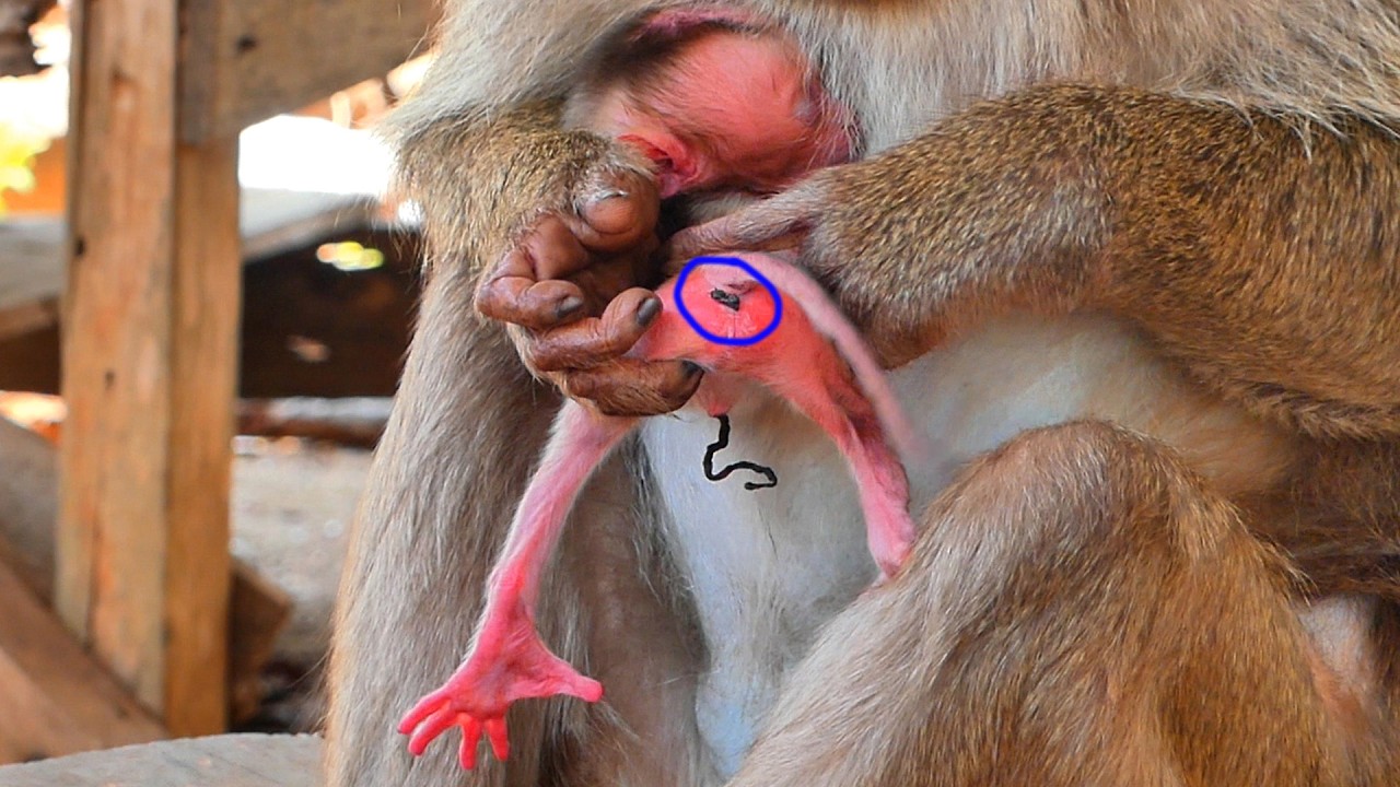 Mother Stephanie takes great care in caring for her premature baby.
