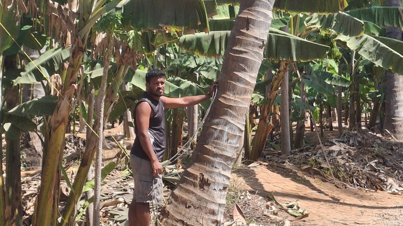 Svet Ománu: Tropické plantáže plné papáje, banánov a kokosov | Oman Tropical Farms