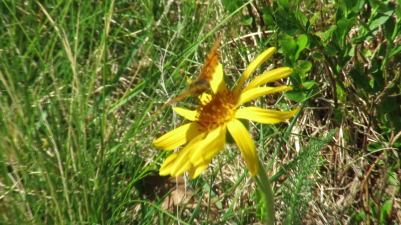 Fiori di Montagna: quota 1500 mt.Valle Loana.