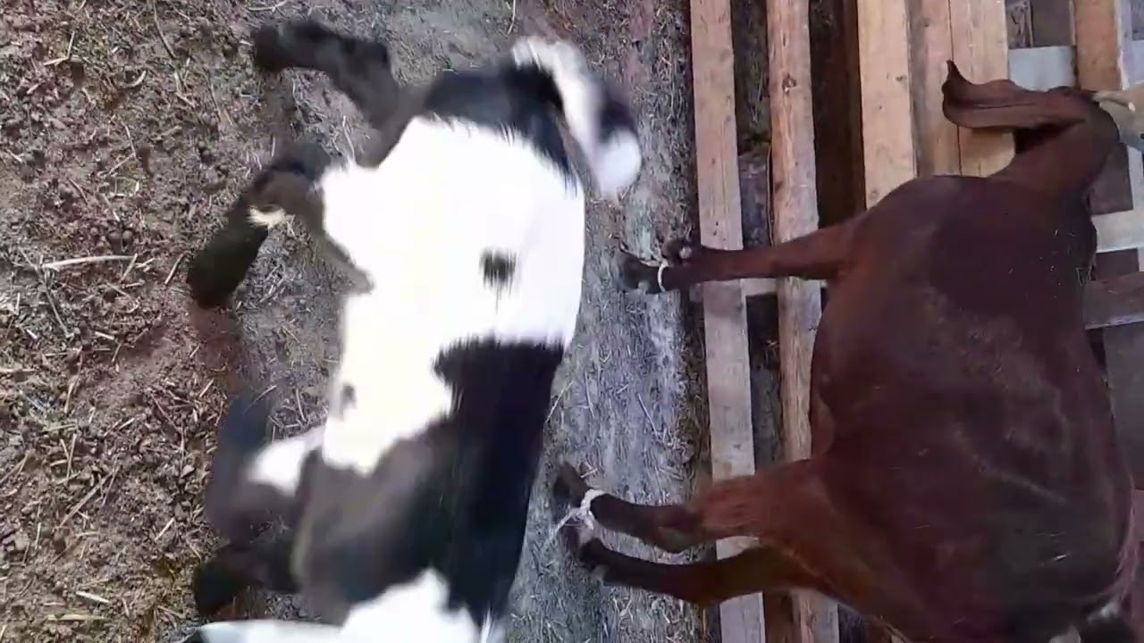 الأهتمام بمولود الماعز بعد موت الام