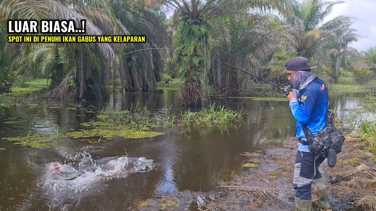 MUDAH NYA MANCING IKAN GABUS SAAT AIR MULAI SURUT || CASTING IKAN GABUS DI SPOT INTI
