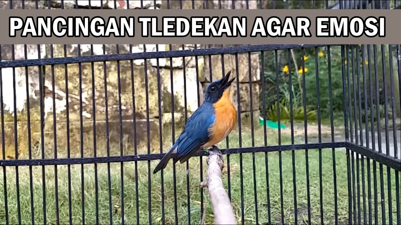 Tledekan Gunung Jantan Nyiul GACOR | Suara Pancingan Burung Sulingan BAHAN agar cepat Bunyi FIGHTER