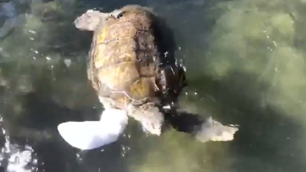 Amputee sea turtle swims again thanks to new prosthetic fin