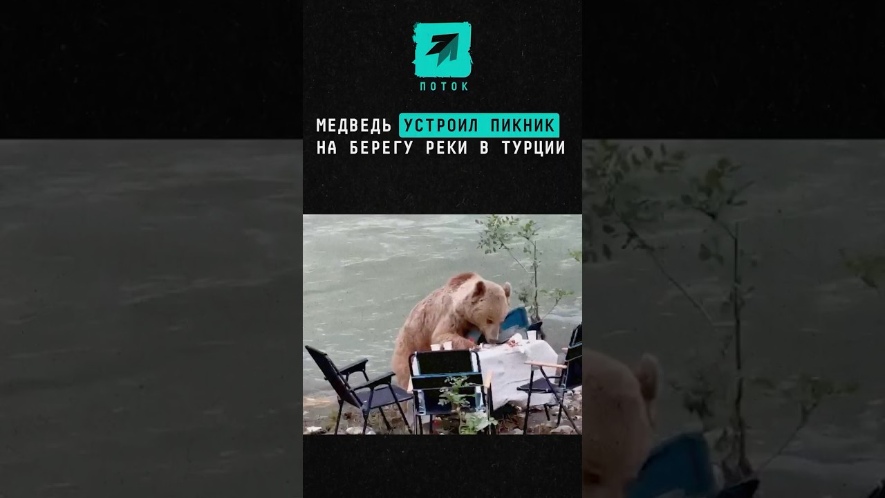 Медведь устроил пикник на берегу реки в Турции #поток #новости #медведь #турция #ужин