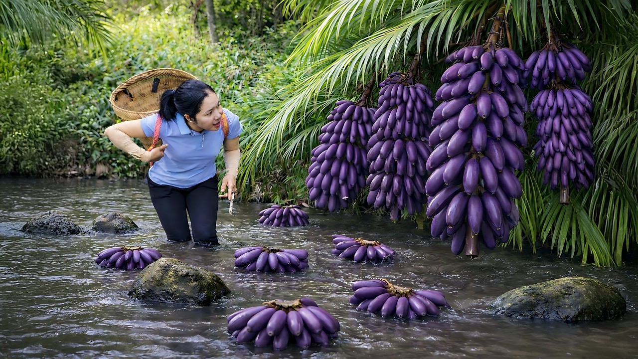 Harvesting 1000 + Kg Purple Bananas - A Local Specialty To Sell At Market | Tieu Ca Free Bushcraft