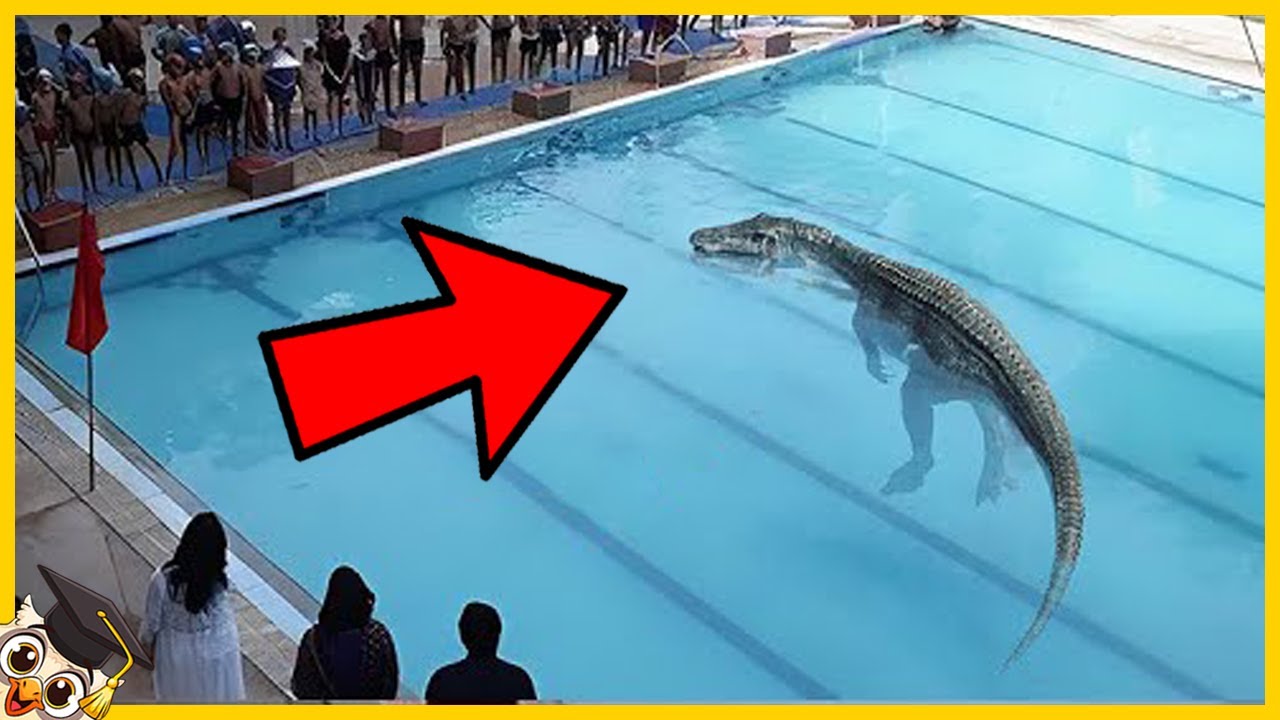 20 Animali Pericolosi Che Hanno Invaso Le Piscine