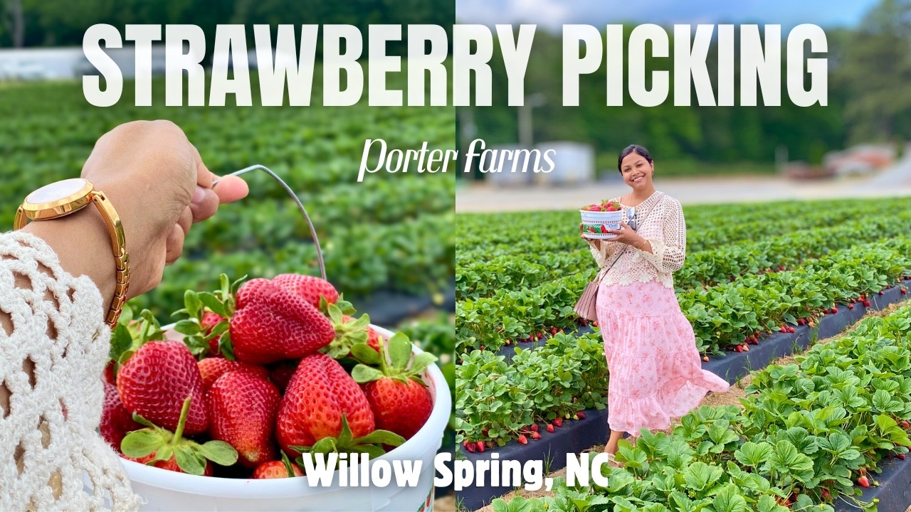 STRAWBERRY PICKING at Porter Farms & Nursery~ Willow Spring, NC
