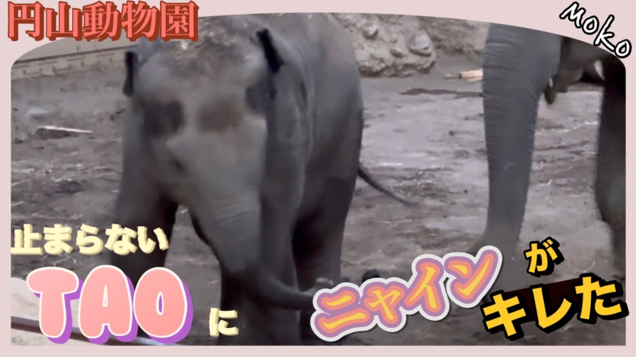 止まらない【タオ】に【ニャイン】がキレた💢