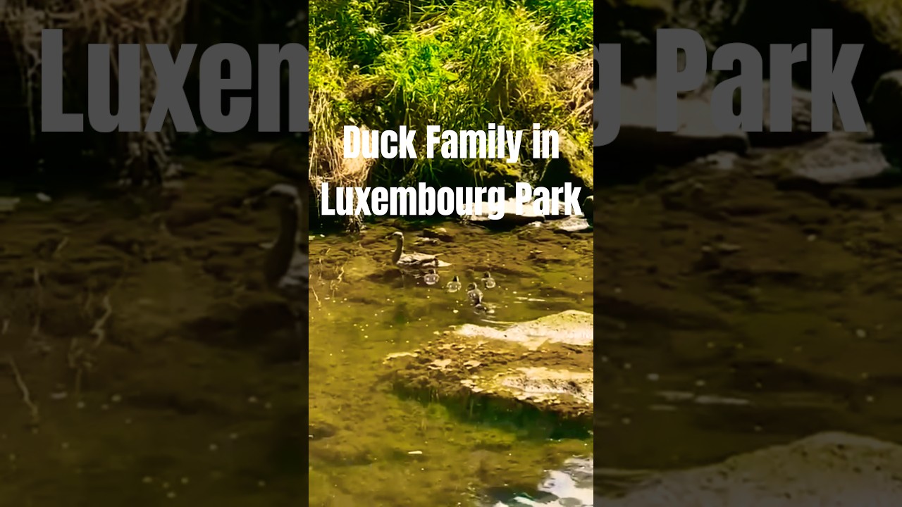 Duck family in Luxembourg park - Relaxing Soul Walks #shorts #duckfamily #cute
