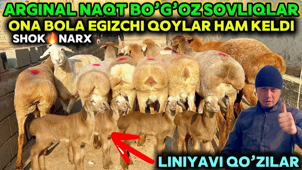 JASUR AKADAN ARGINAL EGIZCHI VA NAQT BOG’OZ QOYLAR SHOSHILING BUNAQASI HALI BOLMAGAN SHOK🔥NARX