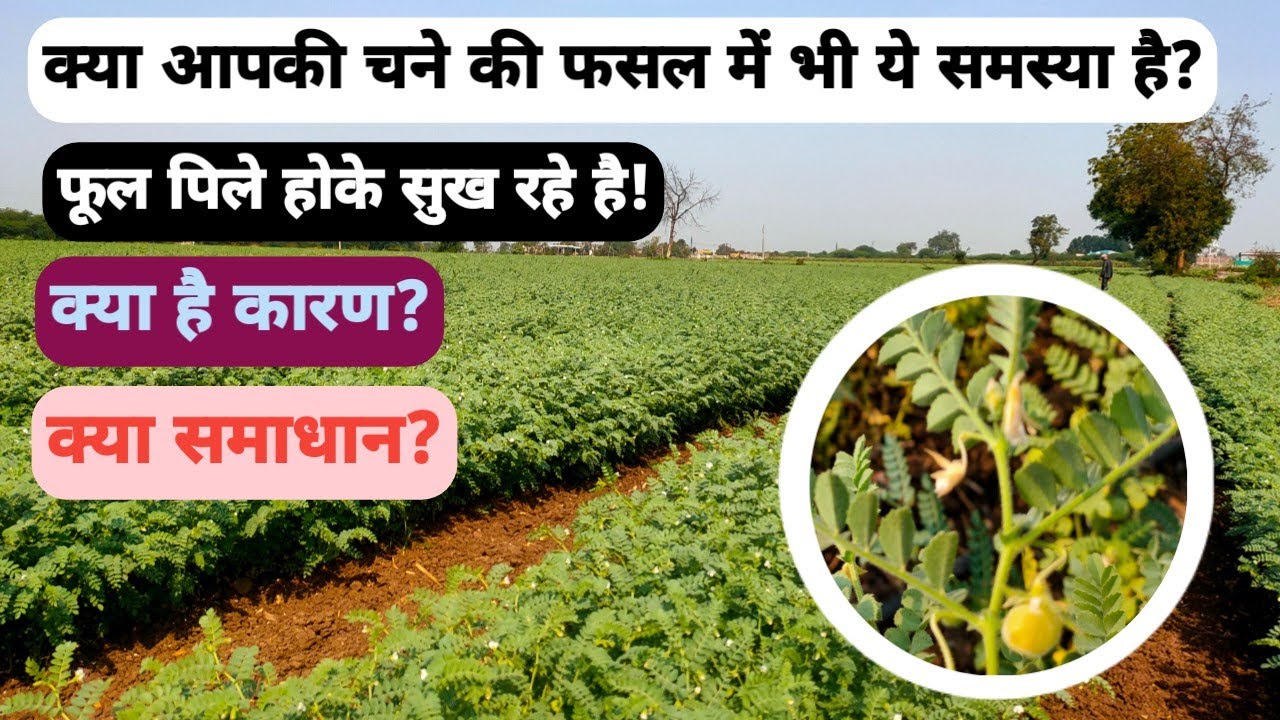 क्या आपकी डॉलर चने की फसल में भी ये समस्या है? तो ये विडियो जरूर देखें @Krishimantra-Kp09