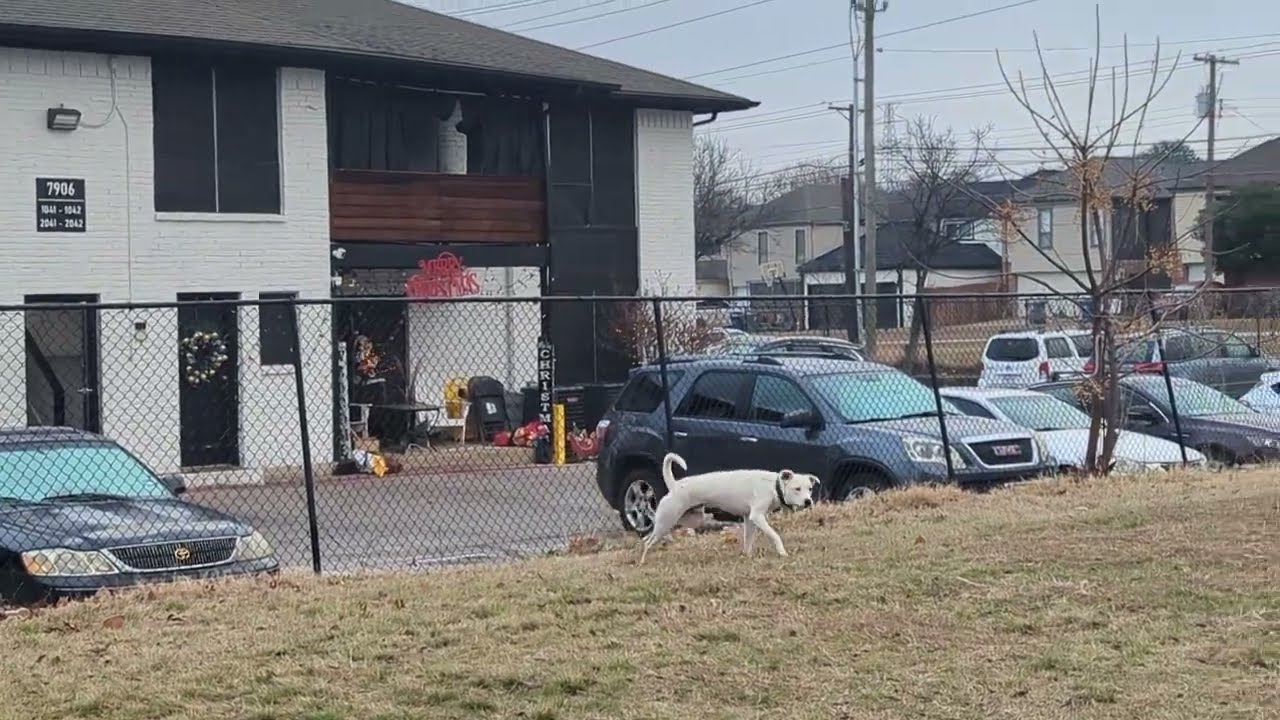 Майло играет, копая землю, вместо игрушек использует мульчу 🤪