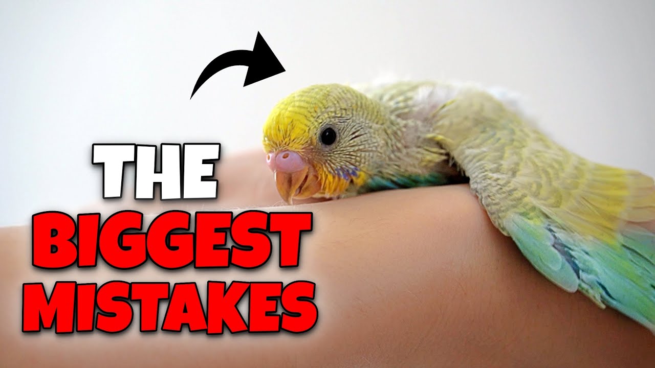 10 Biggest Bird Owner Mistakes