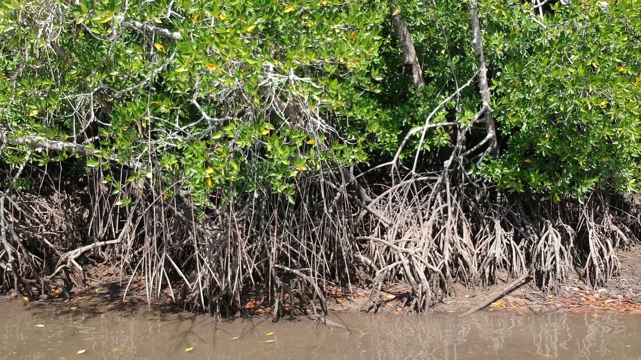 TRINITY INLET - FISHING CAIRNS