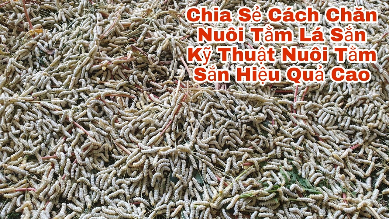 Chia Sẻ Kỹ Thuật Nuôi Tằm Lá Sắn Phú Thọ - Cách Nuôi Tằm Sắn Hiệu Quả Cao