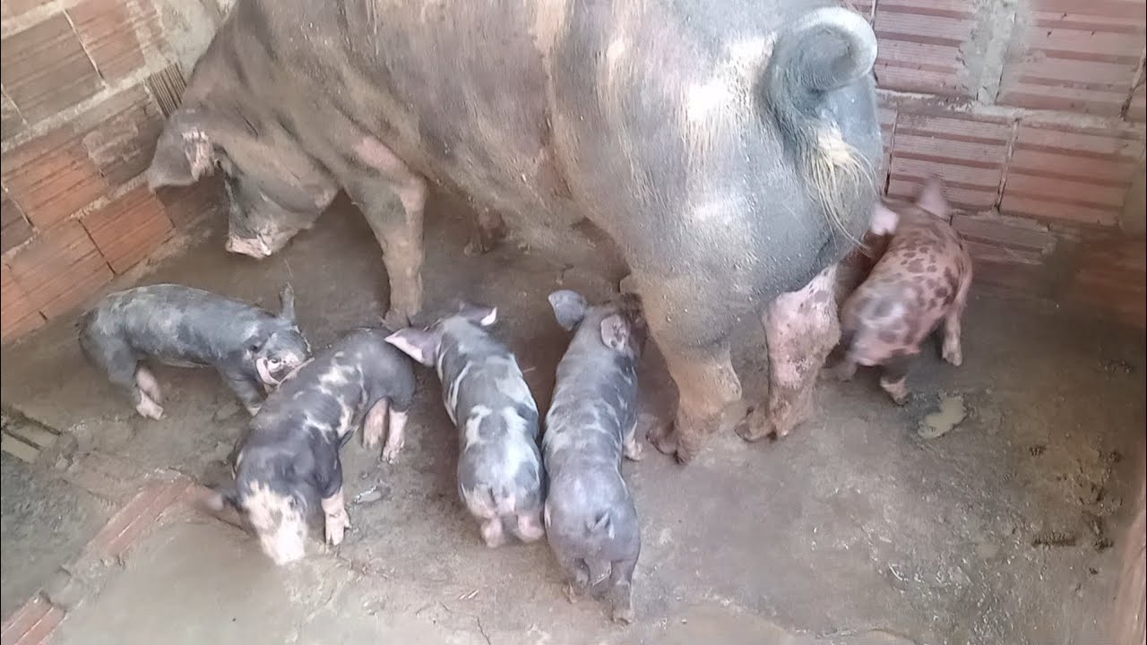 Quem cria qualidade, gera alta qualidade basta seguir o manejo correto!