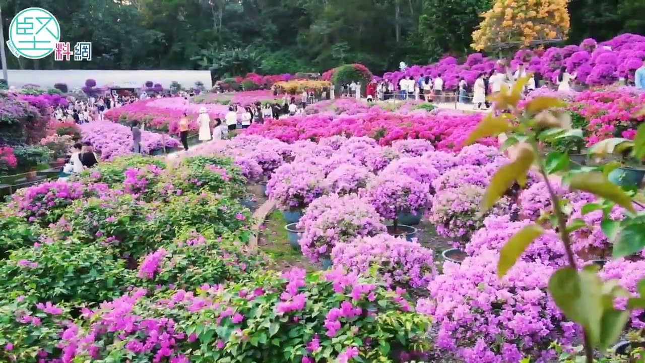 【堅妮探灣區】花海撞咖啡香　蓮花山公園秋日雙展