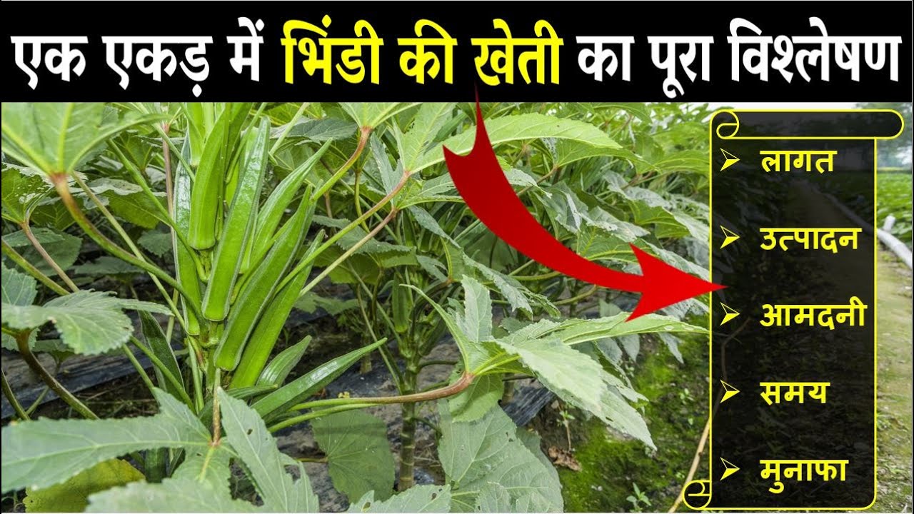 भिंडी की खेती कैसे करें | Bhindi Ki Kheti Kaise Kare| Okra Farming In India | Growing Okra