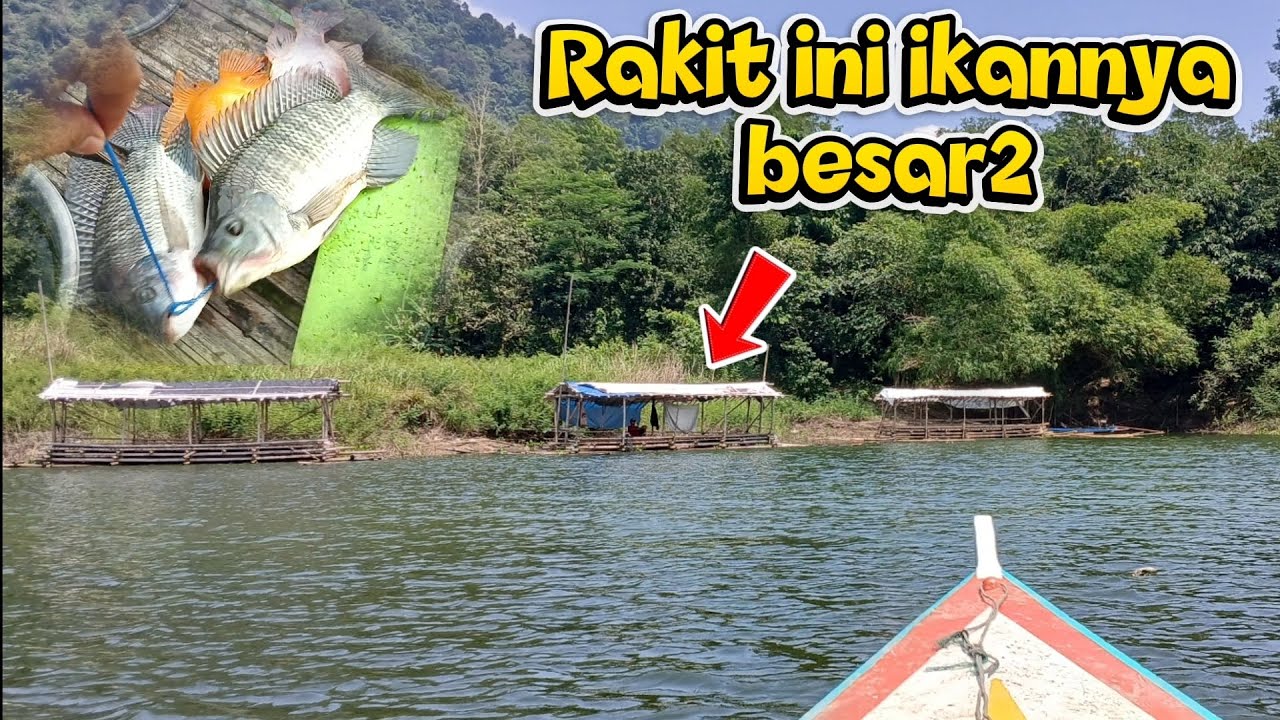 Tenyangka!! mancing ikan nila disini besar2//mancing jatiluhur terbaru