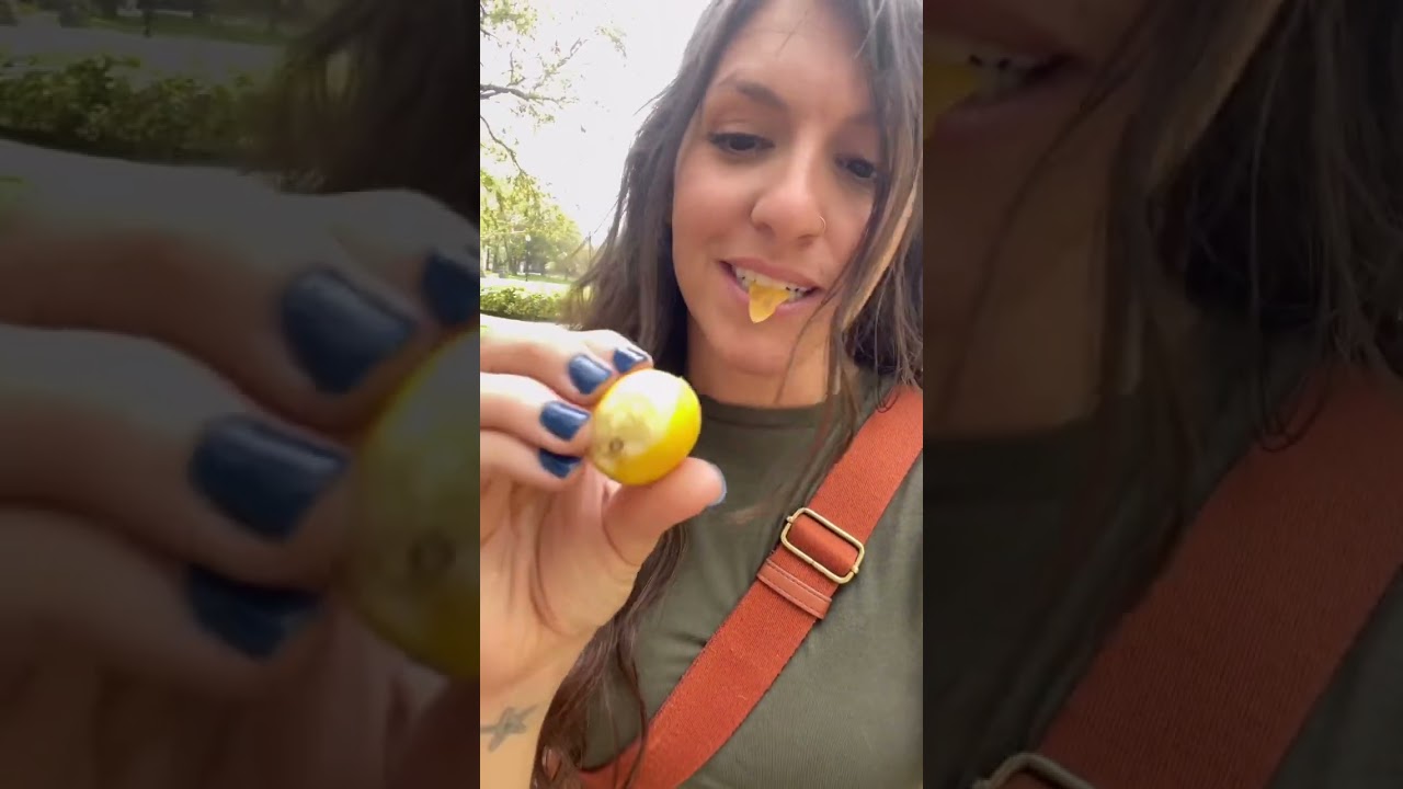 I 💛 loquat season! Have you ever eaten them??