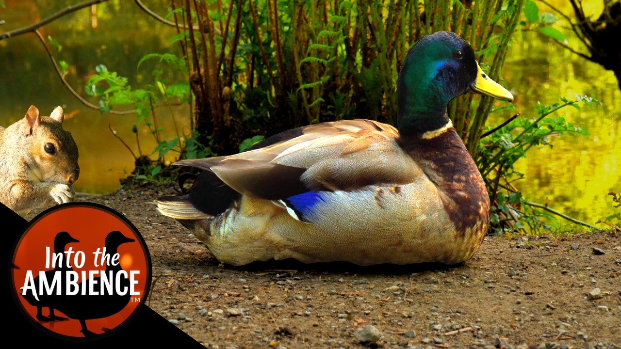 Breakfast with The Ducks and Squirrels - Nature Relaxation Video - No Music - 4K