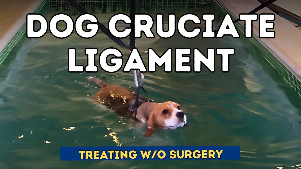 Dog Cruciate Ligament: Treating Without Surgery [Part 2]