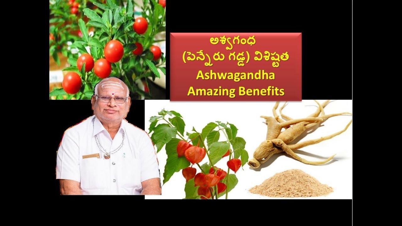 అశ్వగంధ (పెన్నేరు గడ్డ) విశిష్టత - Ashwagandha Amazing Benefits