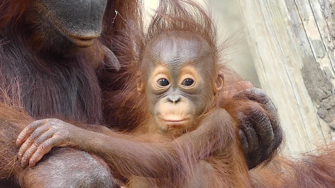 ORANGUTAN FAMILY SO HAPPY TOGETHER