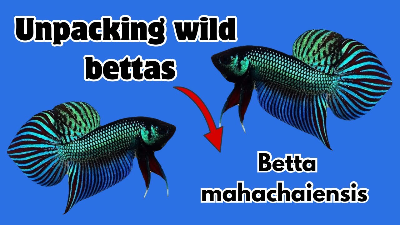Wild betta Unboxing betta mahachai breeding pairs #hyderabad #wildbetta 