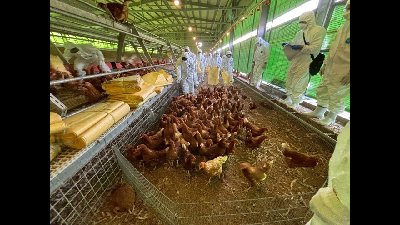 Owner fails to report bird flu outbreak at Taichung egg farm