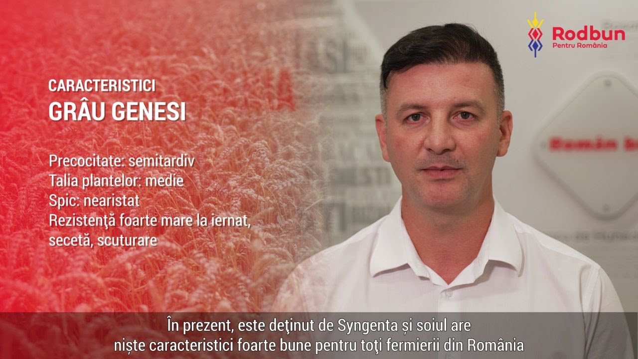 Soiul de grâu Genesi: Performanțe remarcabile în câmp și calități superioare de panificație