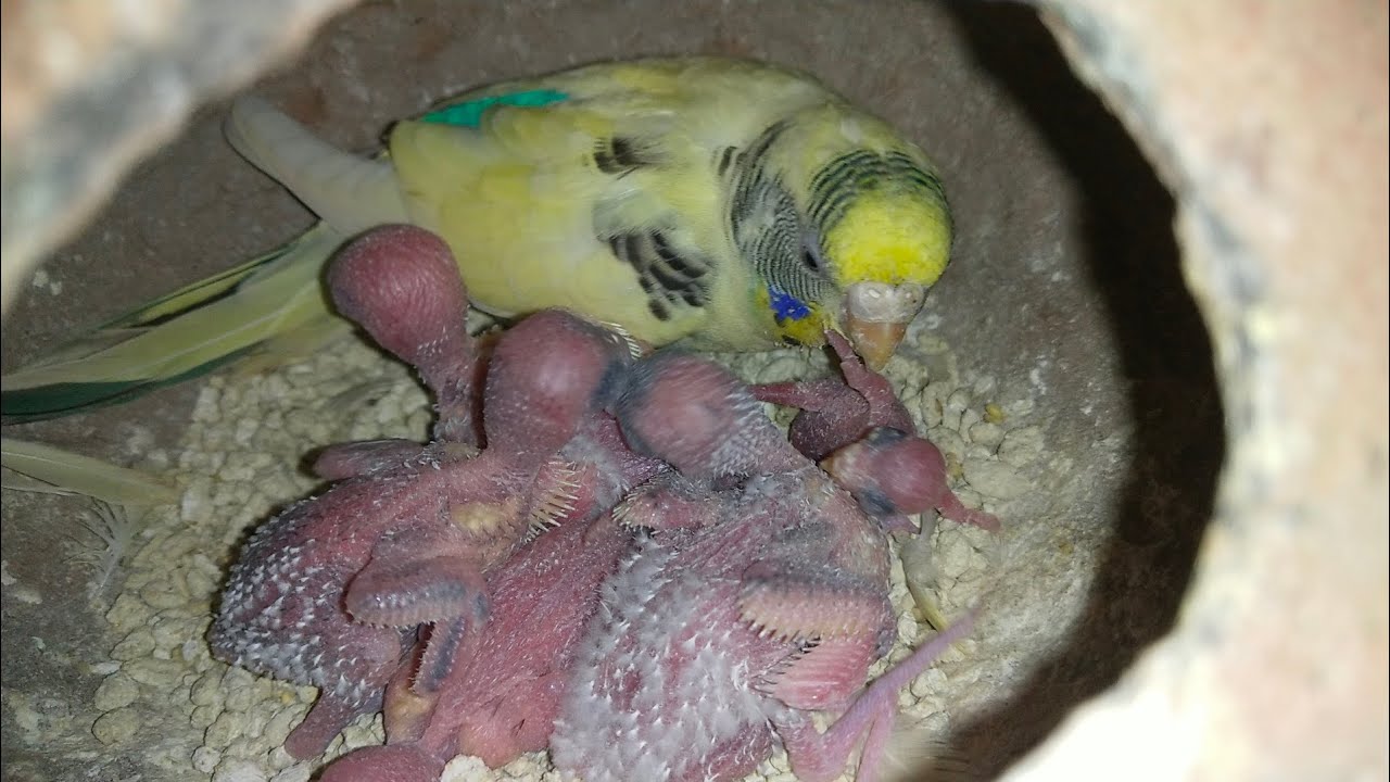 Apne  bachhe ki dekhbhal @YFBbirds 