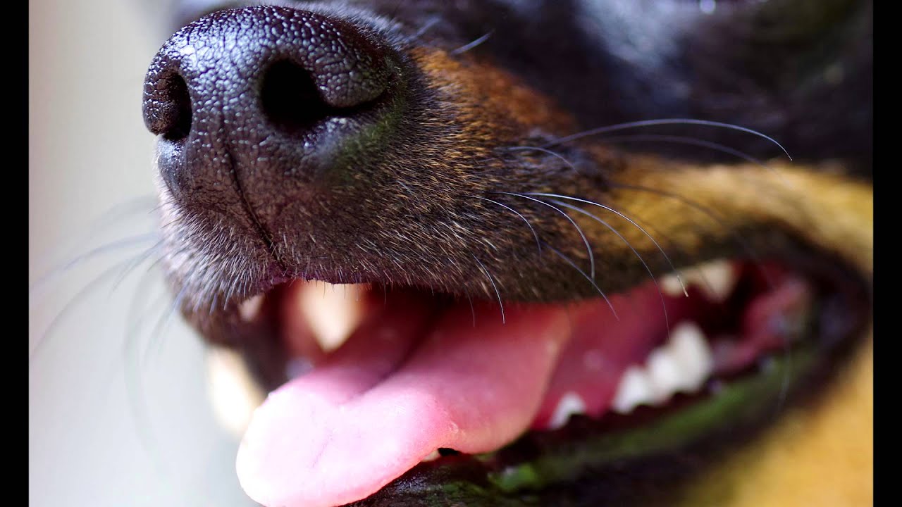 Barking little dog/ Bellen kleiner Hund/ Szczekanie małego pieska SOUND EFFECTS