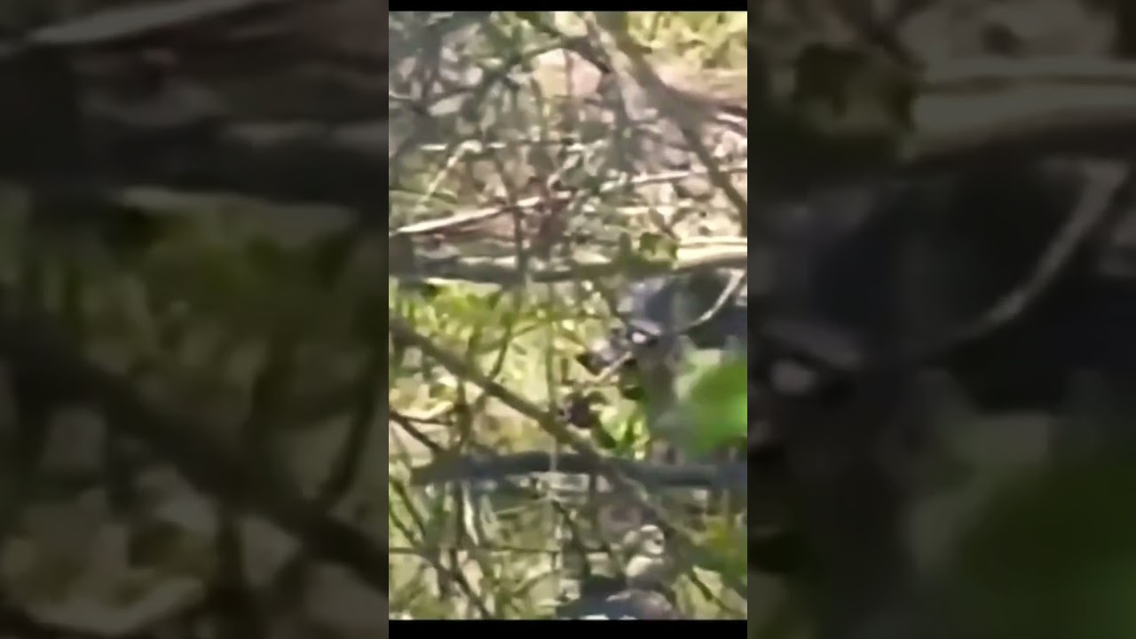 Dogman on Camera Close Walking Through the Woods Hunting for Prey!